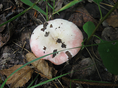 Rose-tipped Mushroom