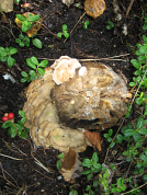Shelf Fungus on Stump